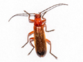 Rhagonycha fulva